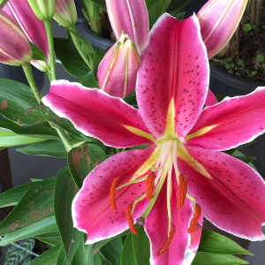 FLORES