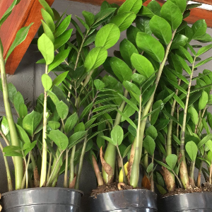 PLANTAS