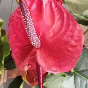 FLORES