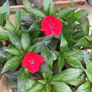 FLORES