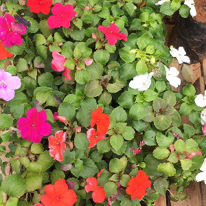 FLORES