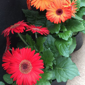 FLORES