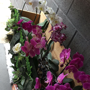 FLORES